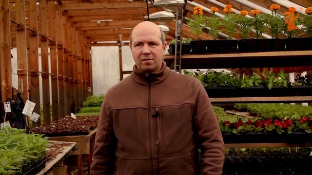 Как правильно сажать Картошку // Кенгуру смотреть онлайн