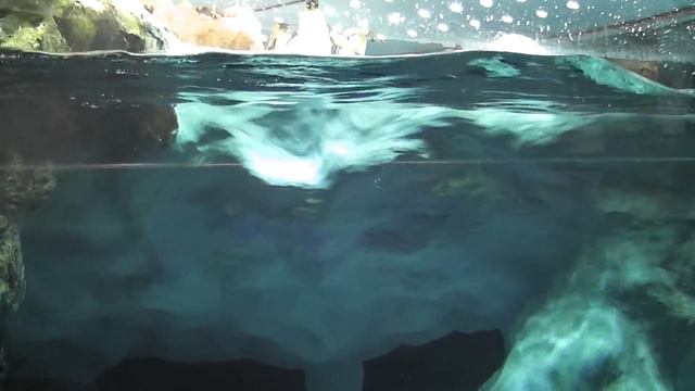 Пингвинариум в Лоропарке смотреть онлайн