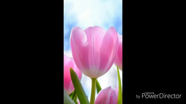 ТОП 20 фонов для телефонов смотреть онлайн