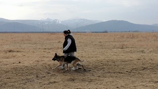 5.  выражено/пож OSTEN STERN VALKIRIYA (Uran V.d. Plassenburg – Osten Stern Narnia)