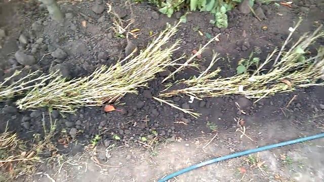 Саженцы смородины , почему они без листьев ? смотреть онлайн