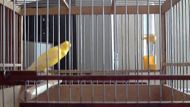 Пение кенара 2 смотреть онлайн