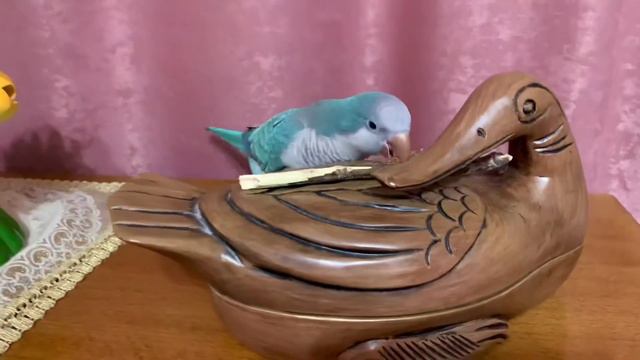 Где применить Рогач ? 🦜 Эрика Калита - Монах попугай Parrot Quaker смотреть онлайн