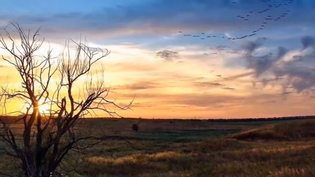 Галина Дудзенко исполняет песню Артура Вайсенборн.Белая берёза! смотреть онлайн