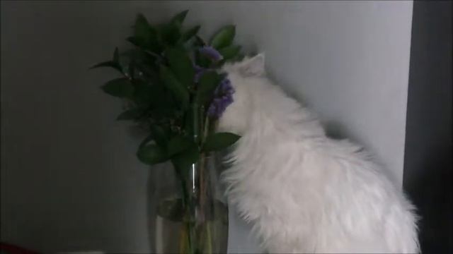 А cat Busja who loves flowers. Кошка Буся, которая любит цветы. смотреть онлайн