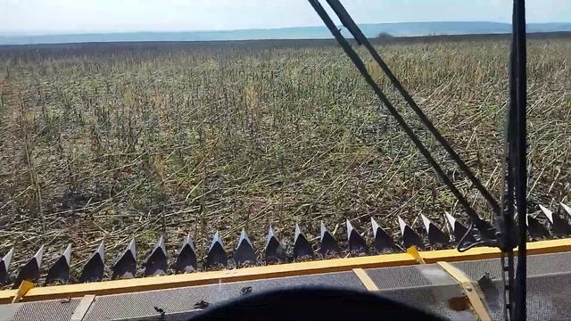 кейс 2388 в.. работе уборка подсолнечника 14.09.21 смотреть онлайн