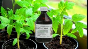 Этот дешевый бутылек творит чудеса с рассадой! Бефунгин рассаде!