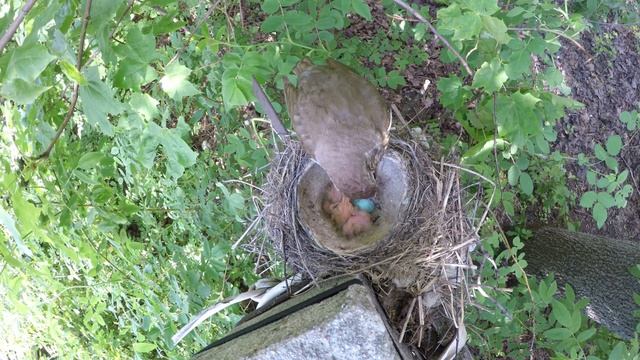 Дрозд Певчий 170610 1 на заборе 170611 птенцы и яйцо 46