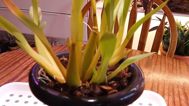 Мои ошибки по уходу за орхидеями-2 смотреть онлайн