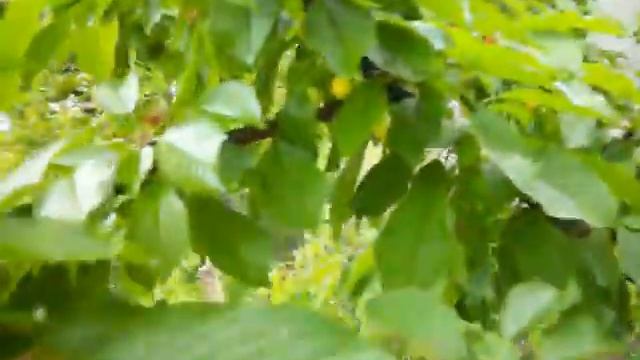 ГИББЕРЕЛЛИН на черешне продолжение смотреть онлайн