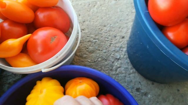 Собираем урожай. смотреть онлайн