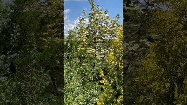 Пестролистный клен в моем саду #shorts смотреть онлайн