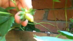 КЛУБНИКА СОРТ ЛАКОМКА/ОТЛИЧНЫЙ СОРТ!