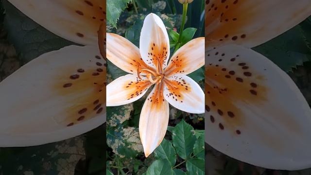 ОРАНЖ ЭЛЕКТРИК лилия смотреть онлайн