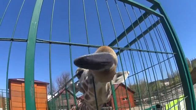 Бердянский зоопарк смотреть онлайн