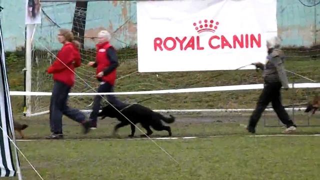 ЩЕНКИ СУКИ ринг _ RussianSiegerZuchtSchau 2013