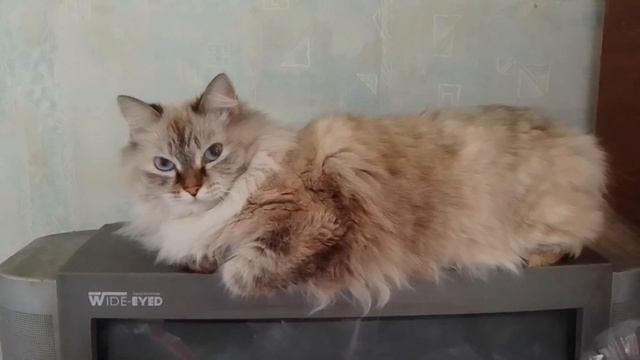 Лизуня смотреть онлайн