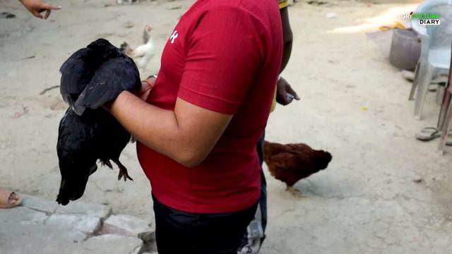 দেশি মুরগি পালনের প্রশিক্ষণ | poultry farming | Desi Murgi Farm | Murgi Palan | Local Murgi farm смотреть онлайн