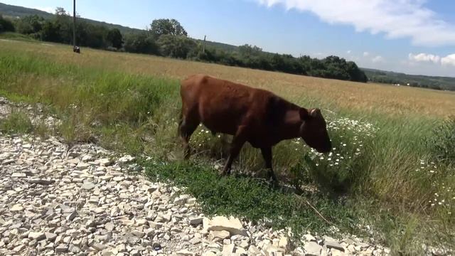 скажи, коровка, а ты хорошее молоко даёшь? смотреть онлайн