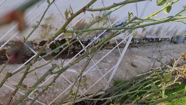 ЗАЦВЕТУТ СТЕНОЙ! Как ПРАВИЛЬНО обрезать ПЛЕТИСТЫЕ РОЗЫ ВЕСНОЙ и РАЗМЕЩАТЬ НА ОПОРЕ смотреть онлайн