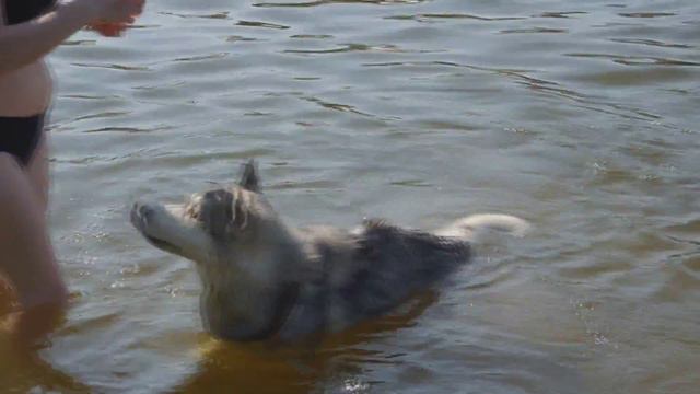 Хаски на Сылве смотреть онлайн