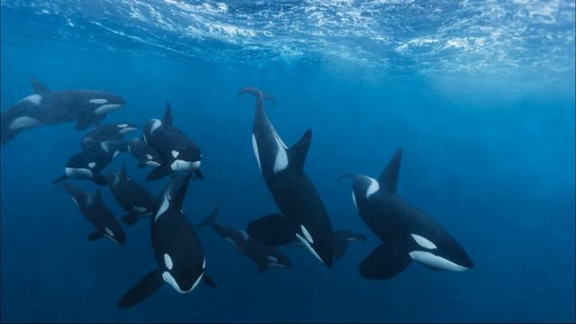 Косатка|Убийца Китов|Killer Whale|Whale Killer смотреть онлайн