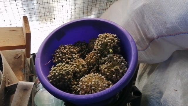 Что выросло из лука Марс купленного в АТБХранение лука
