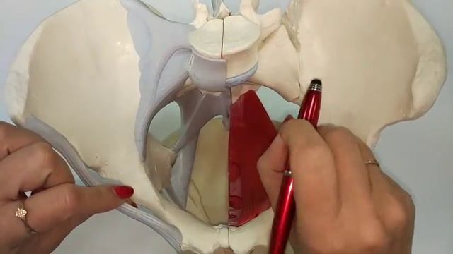 РАЗМЕРЫ МАЛОГО ТАЗА.ПОЛОВЫЕ ОТЛИЧИЯ ТАЗА. смотреть онлайн