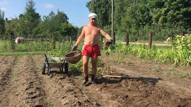 УБОРКА ОГОРОДА И ПОСЕВ РЕДЬКИ МАСЛЯНИЧНОЙ !!! 09.08.2021 г. смотреть онлайн