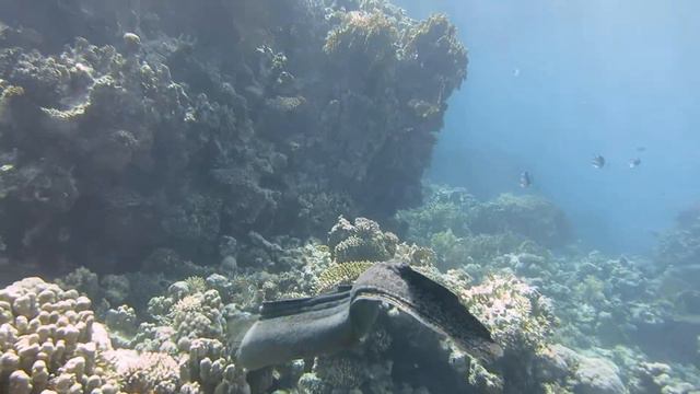 SHARM EL-SHEIKH Tiran Я и Мурена Красное море 2017 островTiran смотреть онлайн