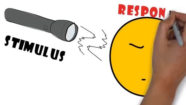 STIMULUS AND RESPONSE ANIMATION?? смотреть онлайн