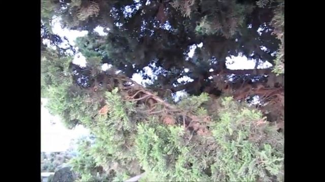Кипарис_32 смотреть онлайн
