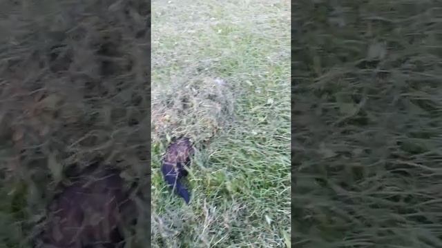Ferret playing in the freshly-cut grass смотреть онлайн