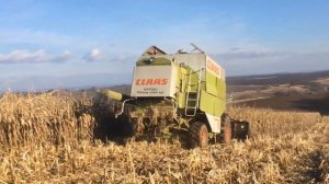 Уборка урожая кукурузы  Кукуруза