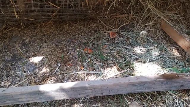 Мини ферма... универсальная клетка для морских свинок!!! Ошибки и новшества смотреть онлайн