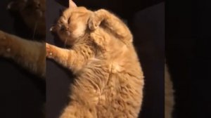 Рыжий британский кот