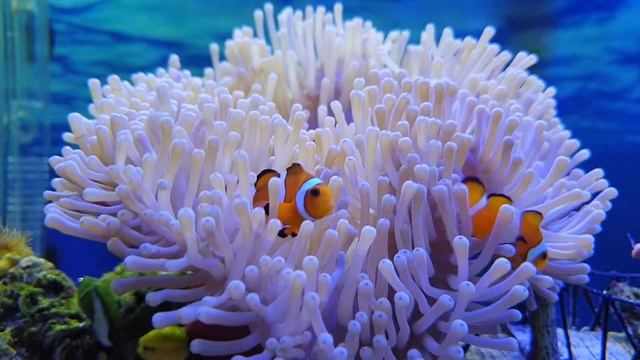 Клоун амфиприон (Amphiprion Ocellaris ) в морском аквариуме