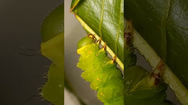 Why is Unique Actias luna, Saturniidae, Lepidoptera, Caterpillar So Hungry? Feeding Process. смотреть онлайн