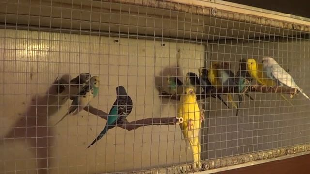 Беда с самым маленьким корелёнком. Приняла решение продать волну. Где взять корм? смотреть онлайн