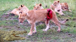 ТОП 8 животных уничтожающих львов.