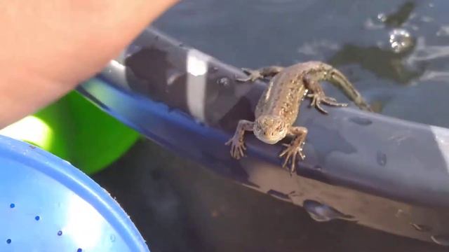 Дрессированная ящерица! 😮 смотреть онлайн