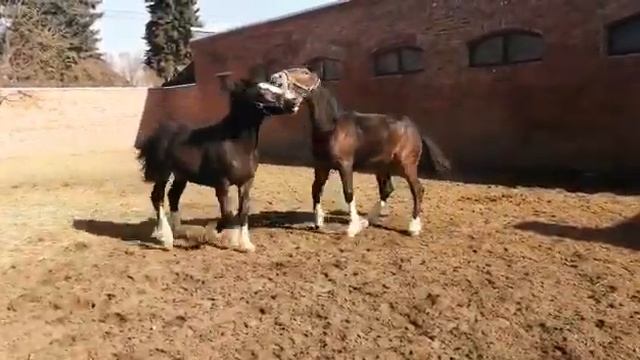 Батлер 2019 сын Лектора, внук Кохейлана смотреть онлайн