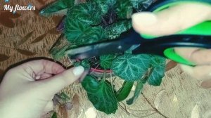 Камнеломка плетеносная.Уход в домашних условиях.