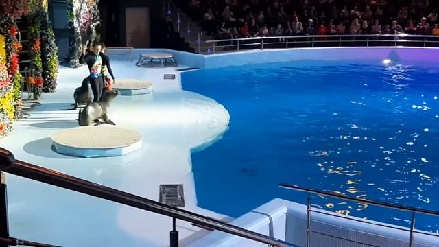 Дельфинарий Новосибирск-2019 смотреть онлайн