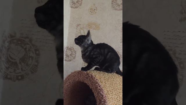 Мальчик из питомника Leominipard Black Smoke 4 мес