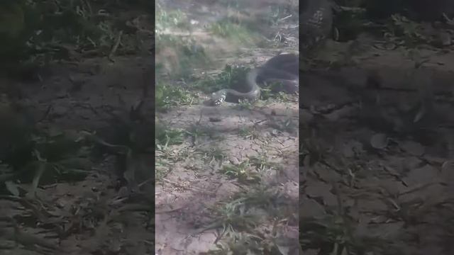 НАШЕЛ ЗМЕЮ ШОК!!!!!:O смотреть онлайн