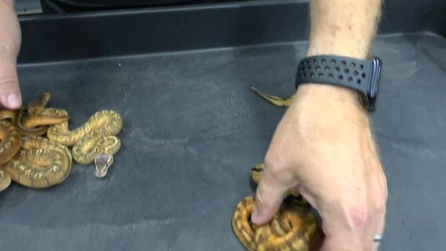 The Sun Sets On Hissy Fit Reptiles (SPECIAL GUEST: Garrick DeMeyer from Royal Constrictor Designs) смотреть онлайн