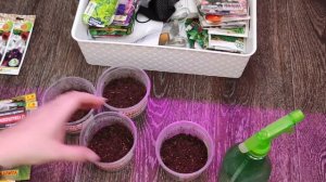 Глоксиния из семян, почти месяц после посева, смотрим, что взошло