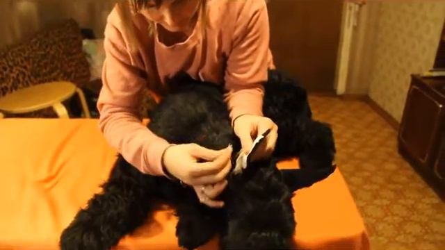 Ставим ушки на каркас смотреть онлайн