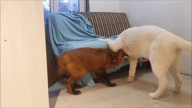 Зубастики в Деле - Жизнь с Лисой / MIKI THE FOX смотреть онлайн